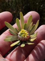 Leucadendron nitidum
