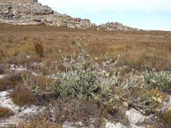 Leucadendron nitidum