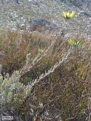 Leucadendron nitidum