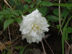 Rosa chinensis