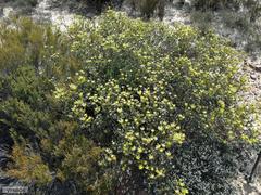 Leucadendron nitidum