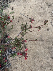 Hermannia joubertiana