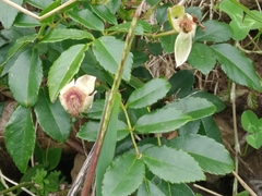 Rosa chinensis
