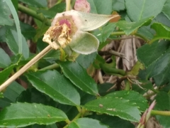 Rosa chinensis