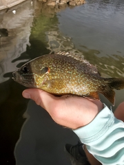 Lepomis gibbosus × cyanellus