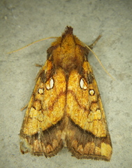 Papaipema harrisii