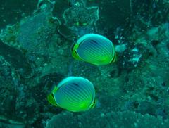 Chaetodon trifasciatus