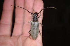 Neoplocaederus granulatus