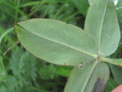 Trifolium trichocephalum