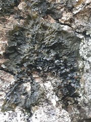 Collema subnigrescens