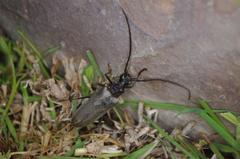 Neoplocaederus granulatus