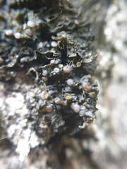 Collema subnigrescens