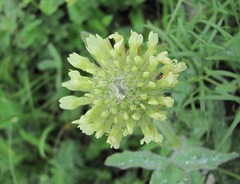 Trifolium trichocephalum