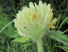 Trifolium trichocephalum
