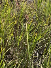 Bolboschoenus robustus