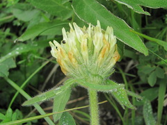 Trifolium trichocephalum