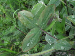 Trifolium trichocephalum