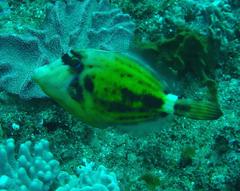 Cantherhines fronticinctus