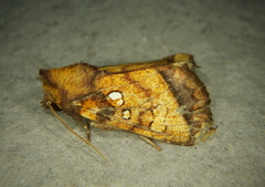 Papaipema harrisii