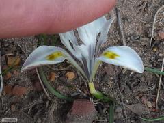 Moraea ciliata