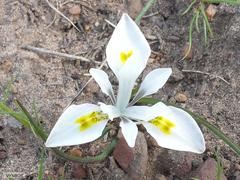 Moraea ciliata