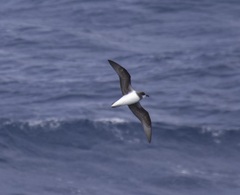 Pterodroma mollis