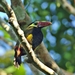 Tawny-tufted Toucanet - Photo (c) Tomaz Nascimento de Melo, some rights reserved (CC BY-NC-ND), uploaded by Tomaz Nascimento de Melo