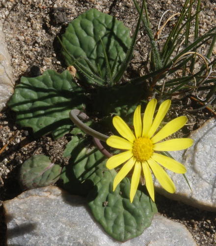 Othonna oleracea