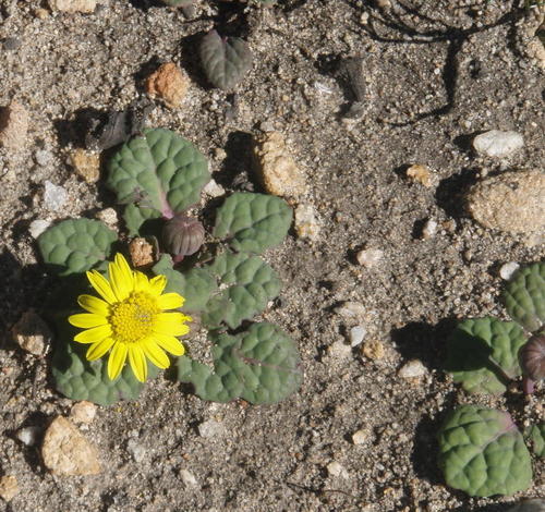 Othonna oleracea