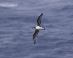 Pterodroma mollis