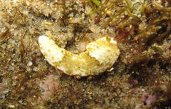 Dermatobranchus semilunus