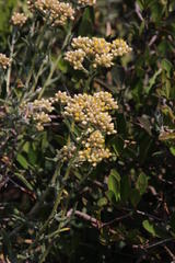 Helichrysum revolutum