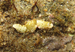 Dermatobranchus semilunus