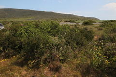 Helichrysum revolutum