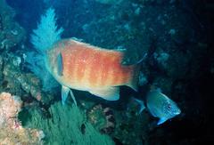 Anchichoerops natalensis
