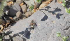 Chetogena parvipalpis