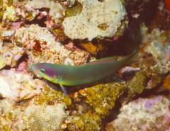 Thalassoma genivittatum