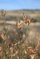 Willdenowia incurvata