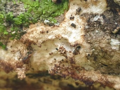 Rigidoporus corticola