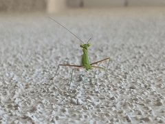 Mantodea