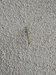 Mantodea