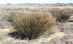 Willdenowia incurvata