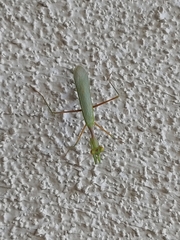 Mantodea