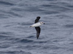 Pterodroma lessonii