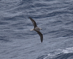 Pterodroma lessonii