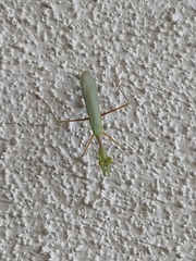 Mantodea