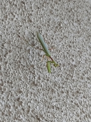 Mantodea