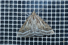 Loxostege scalaralis