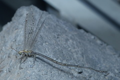 Mesonemurus harterti