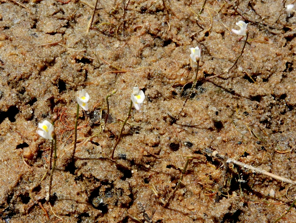 Utricularia spruceana Benth. ex Oliv.